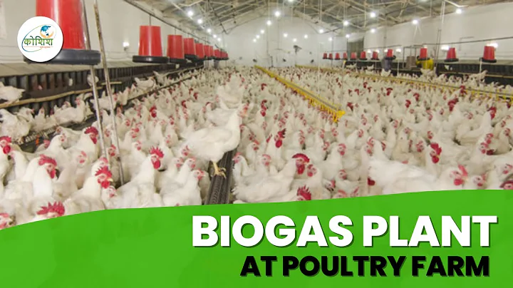 Biogas Plant at Poultry Farm | Poultry Waste Management | Poultry Litter