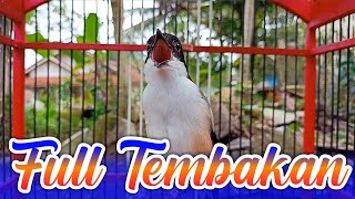 Download Lagu KICAUAN BURUNG CENDET FULL TEMBAKAN UNTUK MERANGSANG BUNYI CENDET TROTOL AGAR CEPAT GACOR MP3