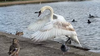 Some furious wing flapping by 10 month old Swan 🦢