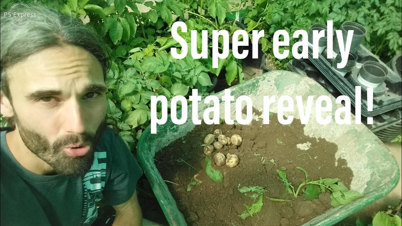 Super early new potato reveal! May 2020!