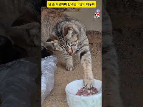 왼 손 사용하여 밥먹는 고양이 태풍이#고양이#레트로감성 #catvideo #streetcats #dailycats