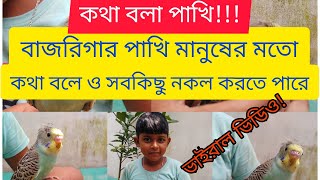 কথা বলা বাজরিগার পাখি/ কীভাবে পাখিকে পোষ মানাবেন/ How to tame your birds #bajrigar #budgies#budgeri