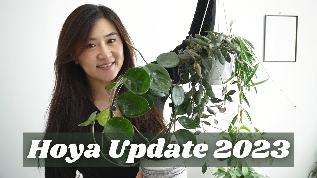 Hoyas Now vs 2021 : Thriving Hoyas From My Hoya Collection