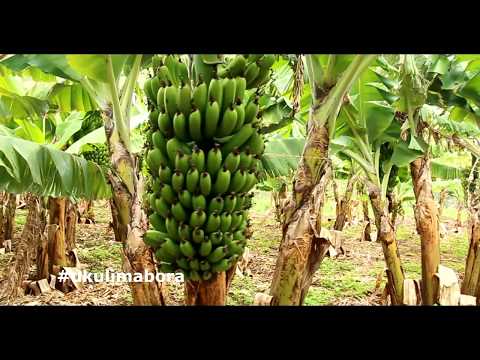 Video: Kupanda Mazao Ya Machungwa, Komamanga Ya Ndani, Parachichi, Tarehe Ndani Ya Nyumba