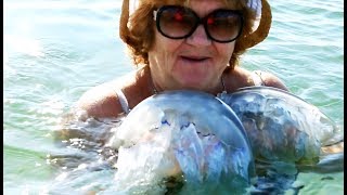 ЯДОВИТЫЕ МЕДУЗЫ - Жуткое зрелище В ЧЕРНОМ МОРЕ - БОЛГАРИЯ 2019 ЯДОВИТЫЕ МЕДУЗЫ - Жуткое зрелище В ЧЕРНОМ МОРЕ - БОЛГАРИЯ 2019