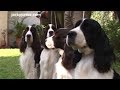 La Raza English Springer Spaniel