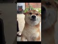 So Cute #Funny #Moments #Videos #2023shorts #funnyvideo #pets