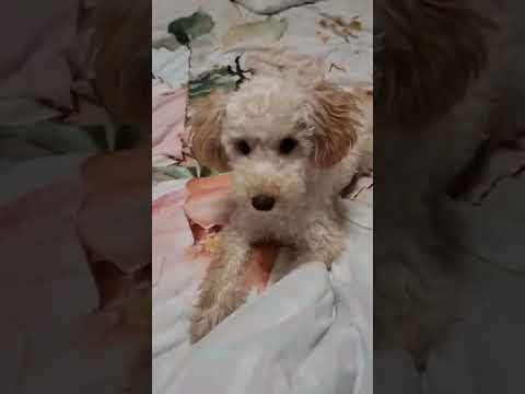 Видео: Кучета и майки