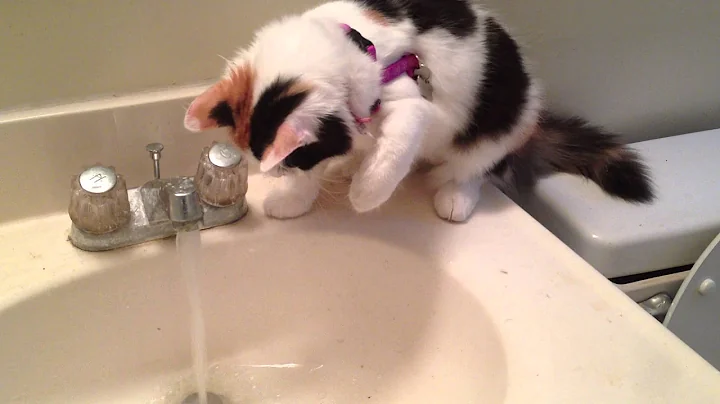Watch the video about Adelaide The Siberian Cat first discovered water coming out of the sink