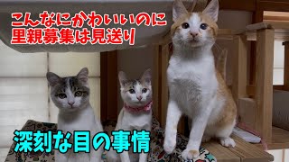【沖縄っ子12便隊】白濁している猫達を空輸する
