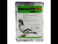 The science behind amoxicillin do racing pigeons need it 