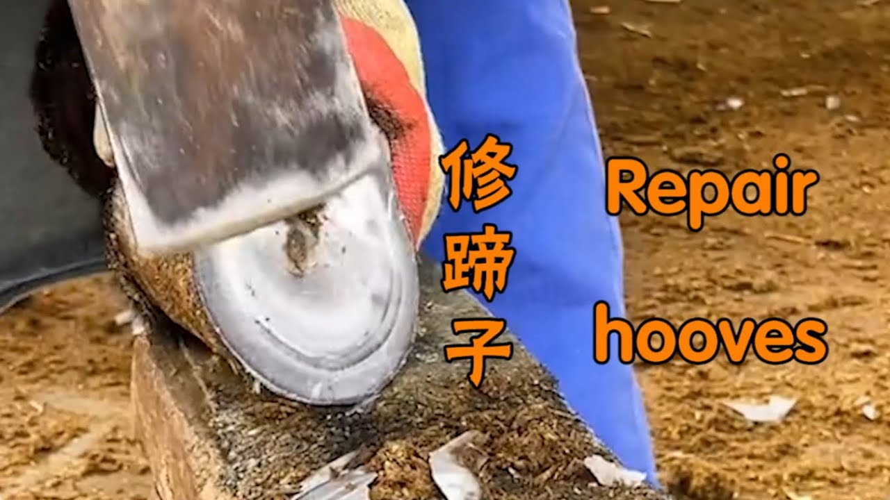 Before and after donkey hoof repair and donkey hoof cleaning：Oddly