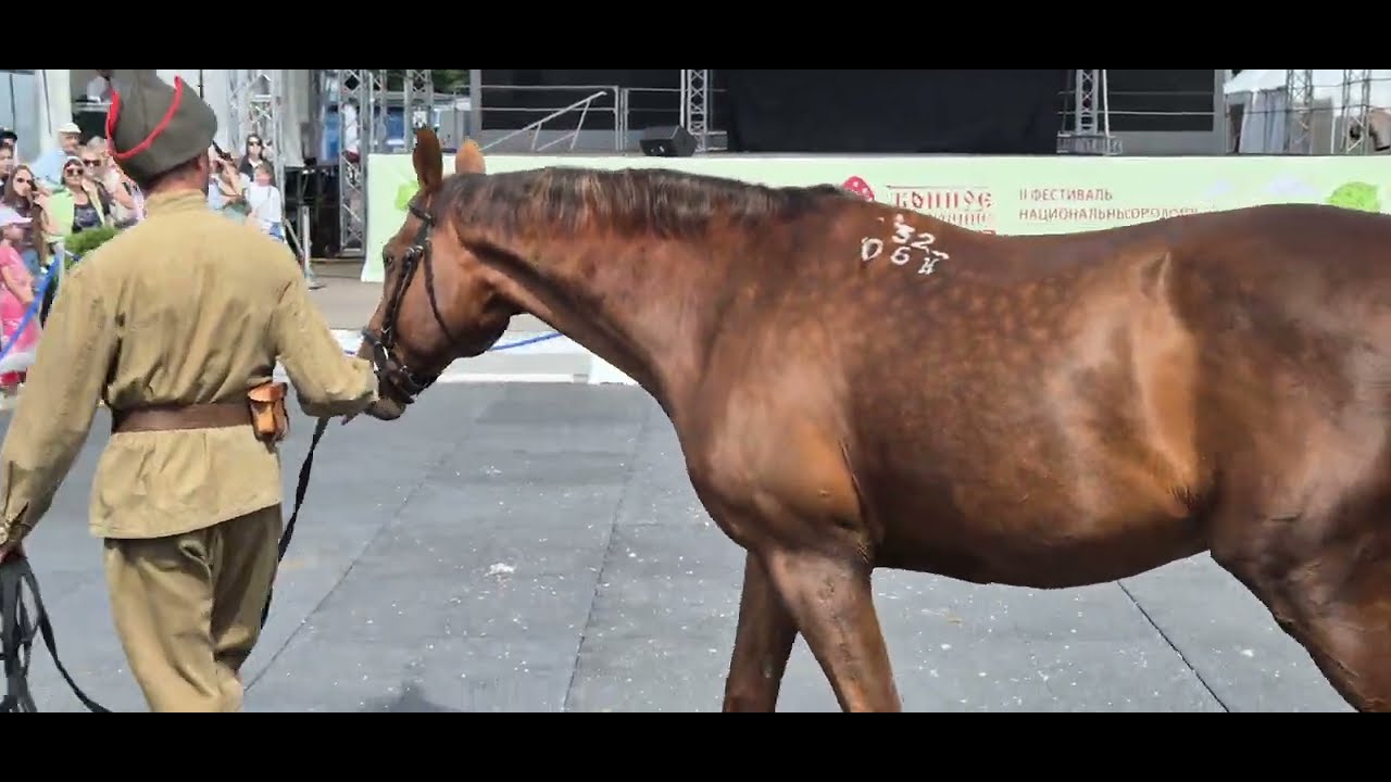 ll Фестиваль национальных пород лошадей. Конное достояние. Сокольники.Будёновская порода.