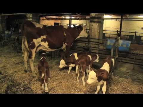 Vidéo: Dans Le Comté Anglais Du Yorkshire, Un Veau Avec D'étranges Mutilations A été Retrouvé - Vue Alternative