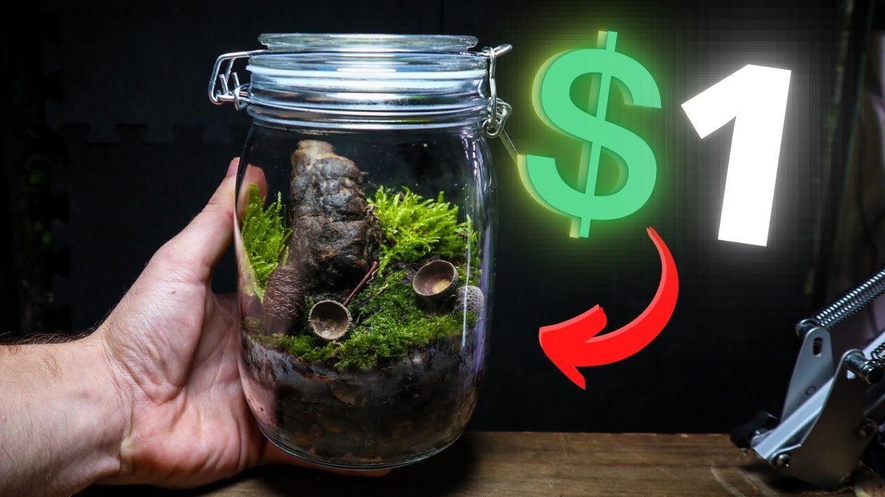 DIY Terrarium for Just 1! Here's How! YouTube