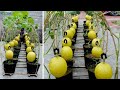 Save Now How To Grow Melon Guaranteed Success For Beginners, So Amazing And Beautiful