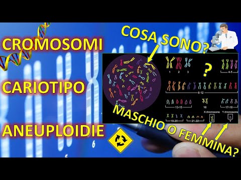 Video: Quali cromosomi umani sono metacentrici?