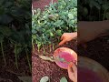Plateau Red Rose Cuttings Bright Red Rose Seedlings 