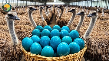 How Australian Farmers Raise Emus: The Rising Emu Farming Industry | Farming Documentary