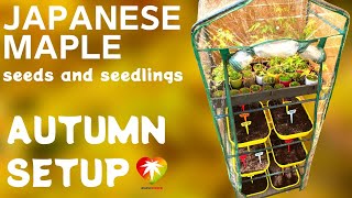 Japanese Maple Seeds And Seedlings Autumn Setup October