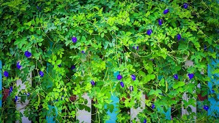 Growing butterfly pea from seeds