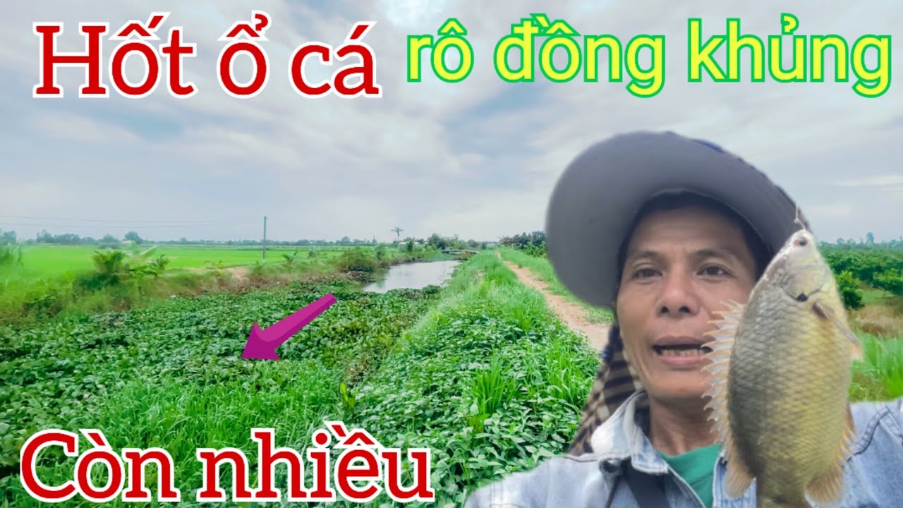 Câu cá rô đồng , điểm câu mới khi mùa nước về thả mồi là kéo toàn cá rô ...