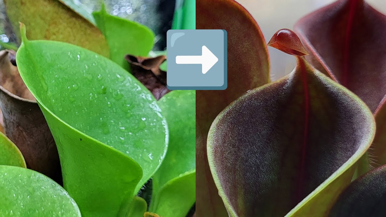 Тест настройки Heliamphora minor: что работает, а что нет
