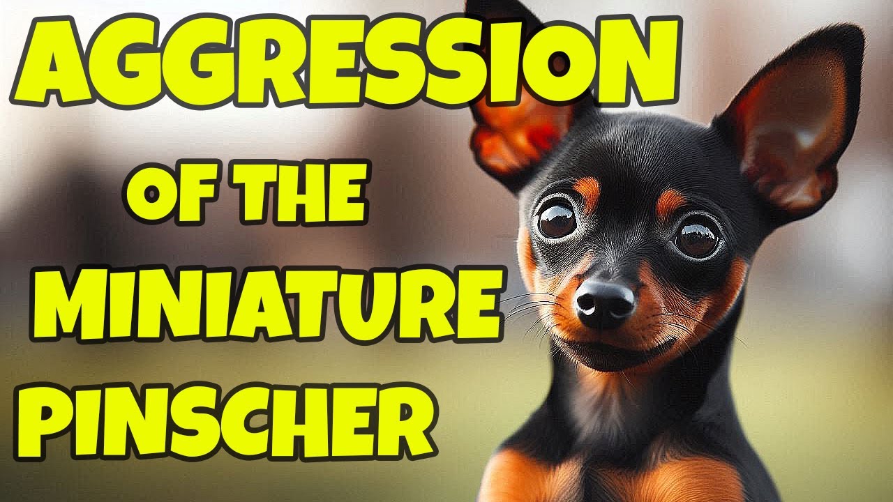 Overcoming Dog to Dog Aggression! The Journey of Montey the Miniature Pinscher.