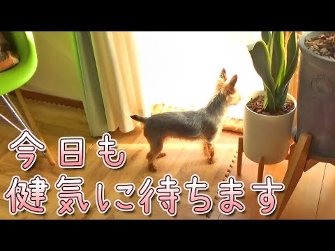 【ヨークシャテリア】健気に待っているヨークシャテリア【Yorkshire Terrier】