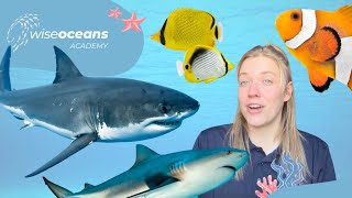 How do Animals Breathe Underwater? - Marine Biology for Kids