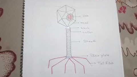 MLZS JHANSI Class 8 Science - Microorganisms Lecture 1