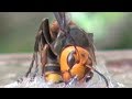 We got Giant Hornets!