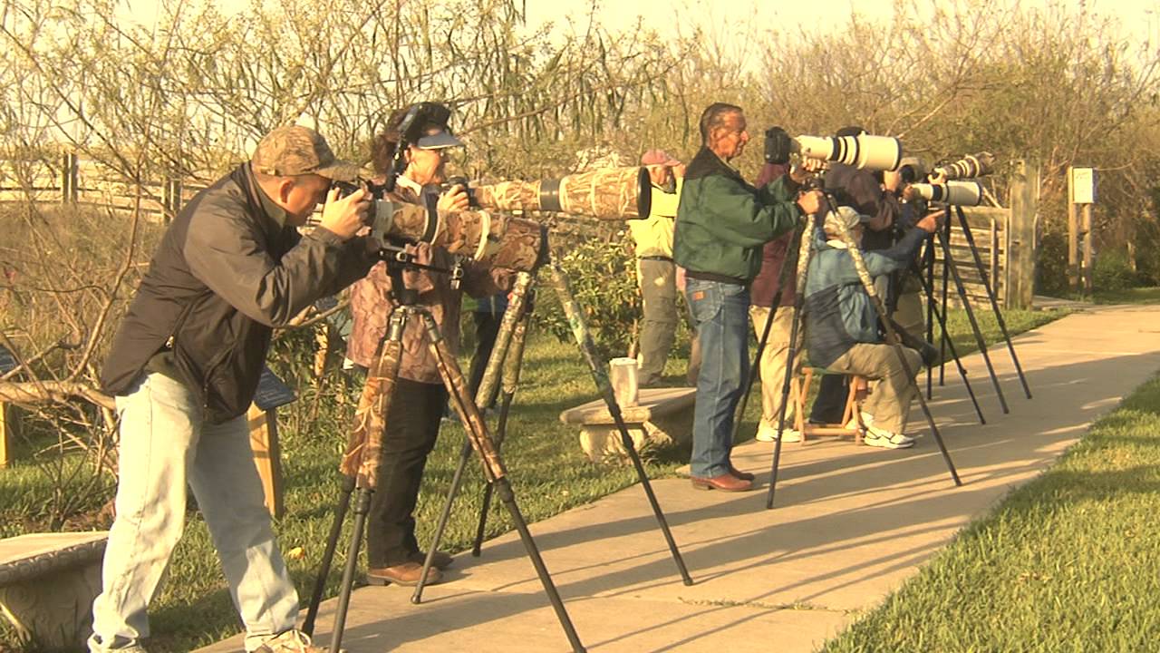 Green Jay Jewel of the Valley