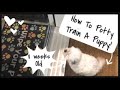 How To Potty Train An 8 Week Old Puppy | Wittle Havanese