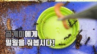 [4K UHD] 곰개미에게 밀웜을 줘봅시다! | Formica japonica | クロヤマアリ