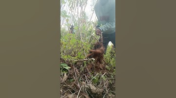 Harvesting cassava part 485 #shorts #farming #cassava #nature  #cassavaroots #cassavafarming