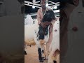 هنا لا تُباع الأغنام كالمعتاد.. #الجريدة في مزادات «الصنف» وسلالات تُقدّر بآلاف الدنانير