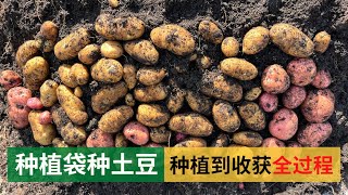 Potato planting in bags for 100 days harvesting, easy and fun without digging | 植袋种土豆100天全过程