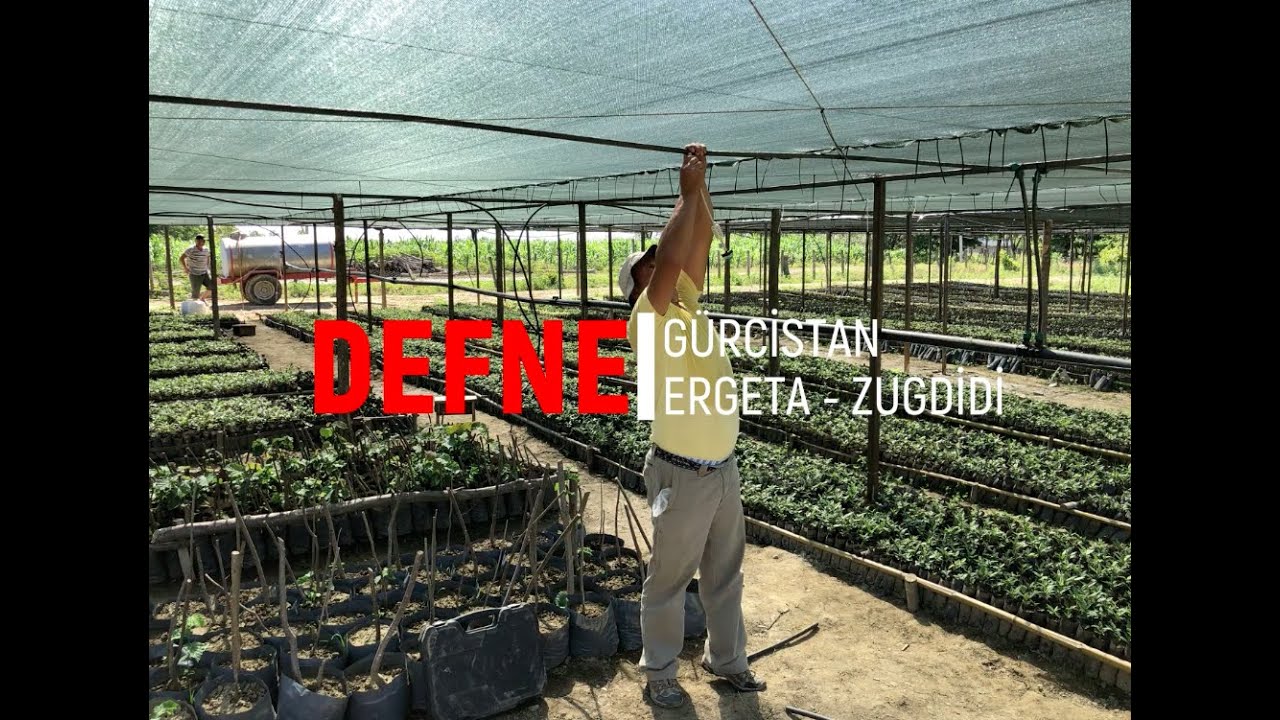 Tarım - Defne Fidanı ve Dikimi 2020/39