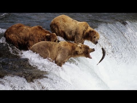 Долина Гризли.  Документальный фильм о медведях Гризли.