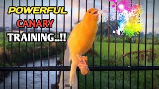 Sons Doces de Canários | Lindo Canto Relaxante