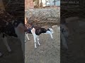 Top quality gujri goat danpura line best gujri female goat on gouri goat farm kukanwali