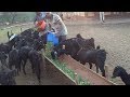 Fodder चारा व्यवस्थापन | उस्मानाबादी शेळीपालन | Pranam Usmanabadi Goat Farm, Badlapur