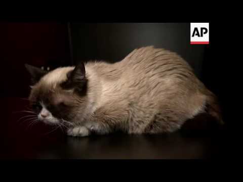 Video: Hoe laten katten hun liefde zien?