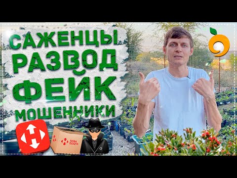 Видео: Агроразсадник Вишняково: рецензии