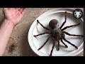 As Maiores espécies de Aranhas do Mundo