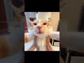 Cute cat says AWAAAA