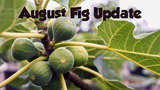 August Fig Update