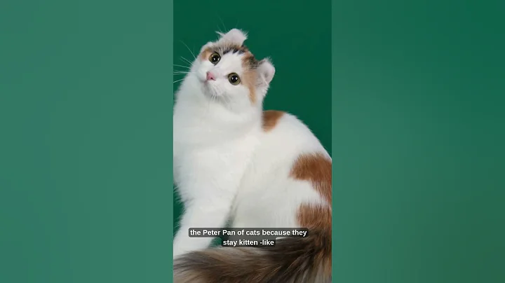 Video 8508191: cute american curl cat, american pet, meet american, cats pets facts