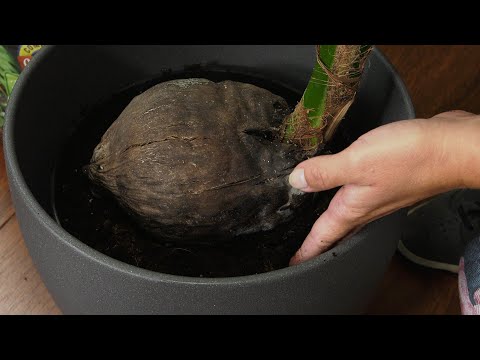 Wideo: Jak uprawiać kokos w domu? Pielęgnacja drzewa kokosowego w domu